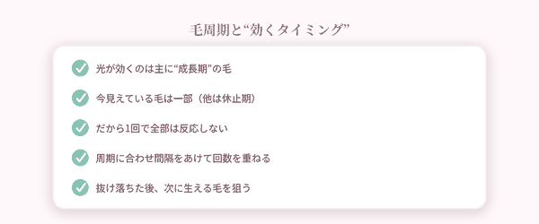毛周期と効くタイミング