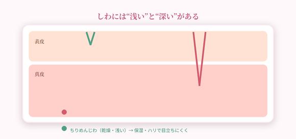 しわの浅い・深いの断面イラスト