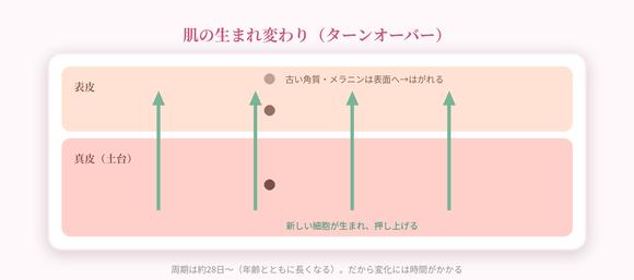 ターンオーバーのイラスト